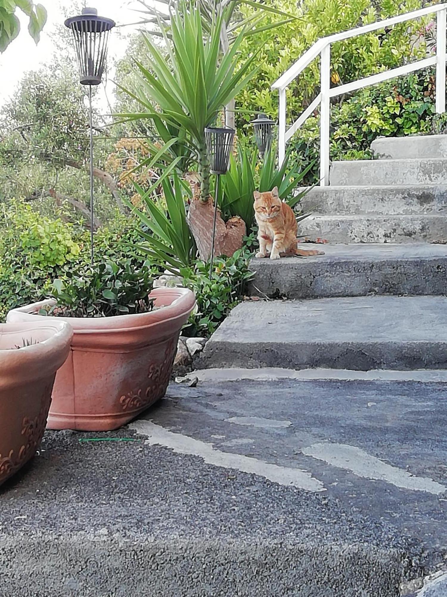 Villa Johnny And Mary'S House Breathtaking View Taormina Cameră foto